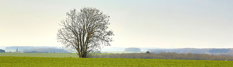 campo arbol_baja