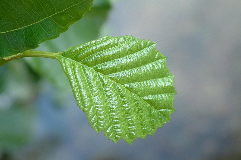 Cuota nuevo asociado de Número