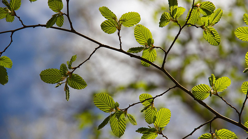 Cuota nuevo asociado Colaborador