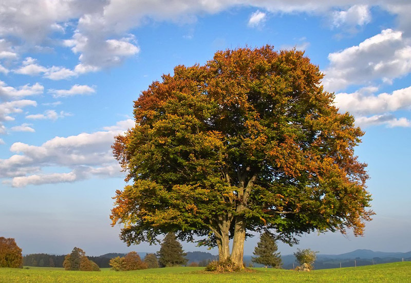 Cuota nuevo asociado Patrocinador